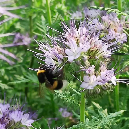 Country Al Gallo فندق