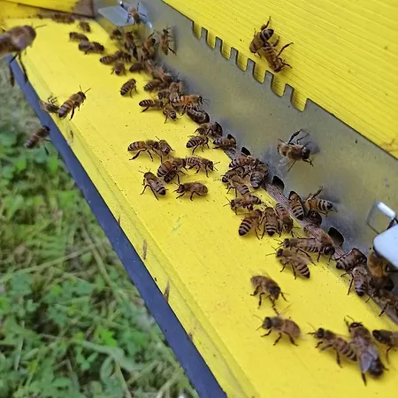 Country Al Gallo فندق أوديرزو