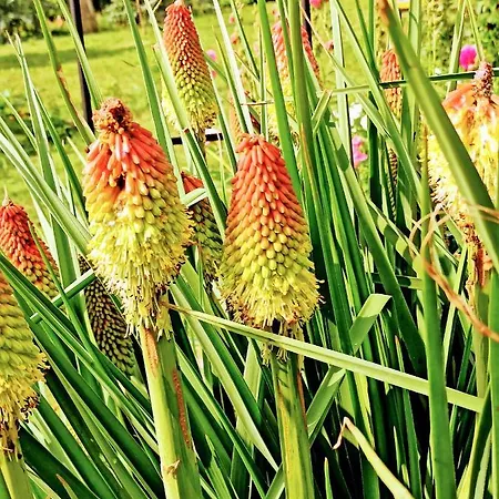 Country Al Gallo Отель Одерцо