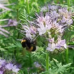 Country Al Gallo Hotel