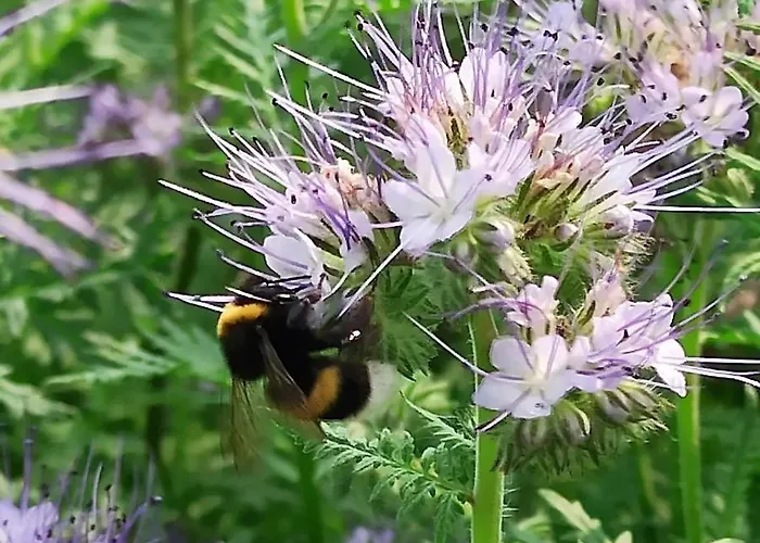 Country Al Gallo Hotel