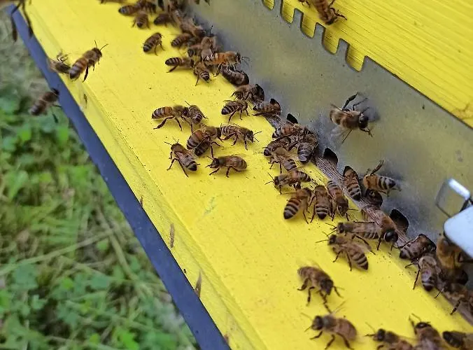 Country Al Gallo Hotel Oderzo